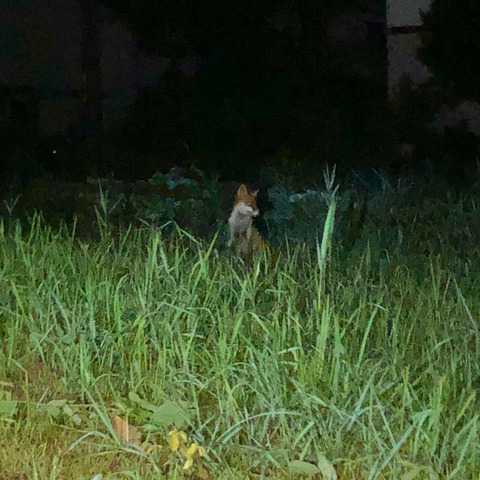 小牧市東部で撮影されたキツネの写真 - 1