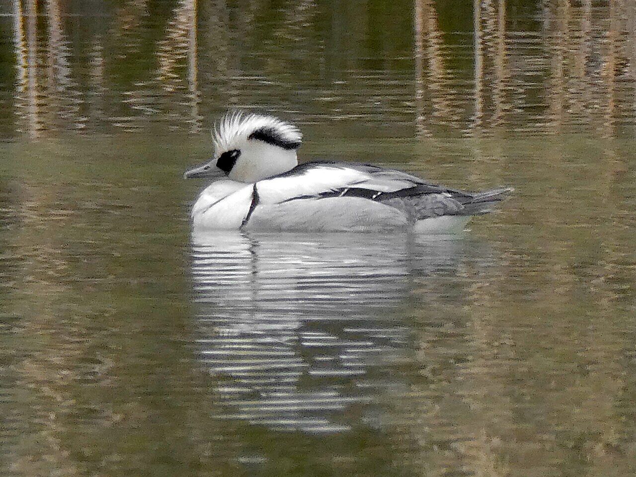 Male Smew on the pond
