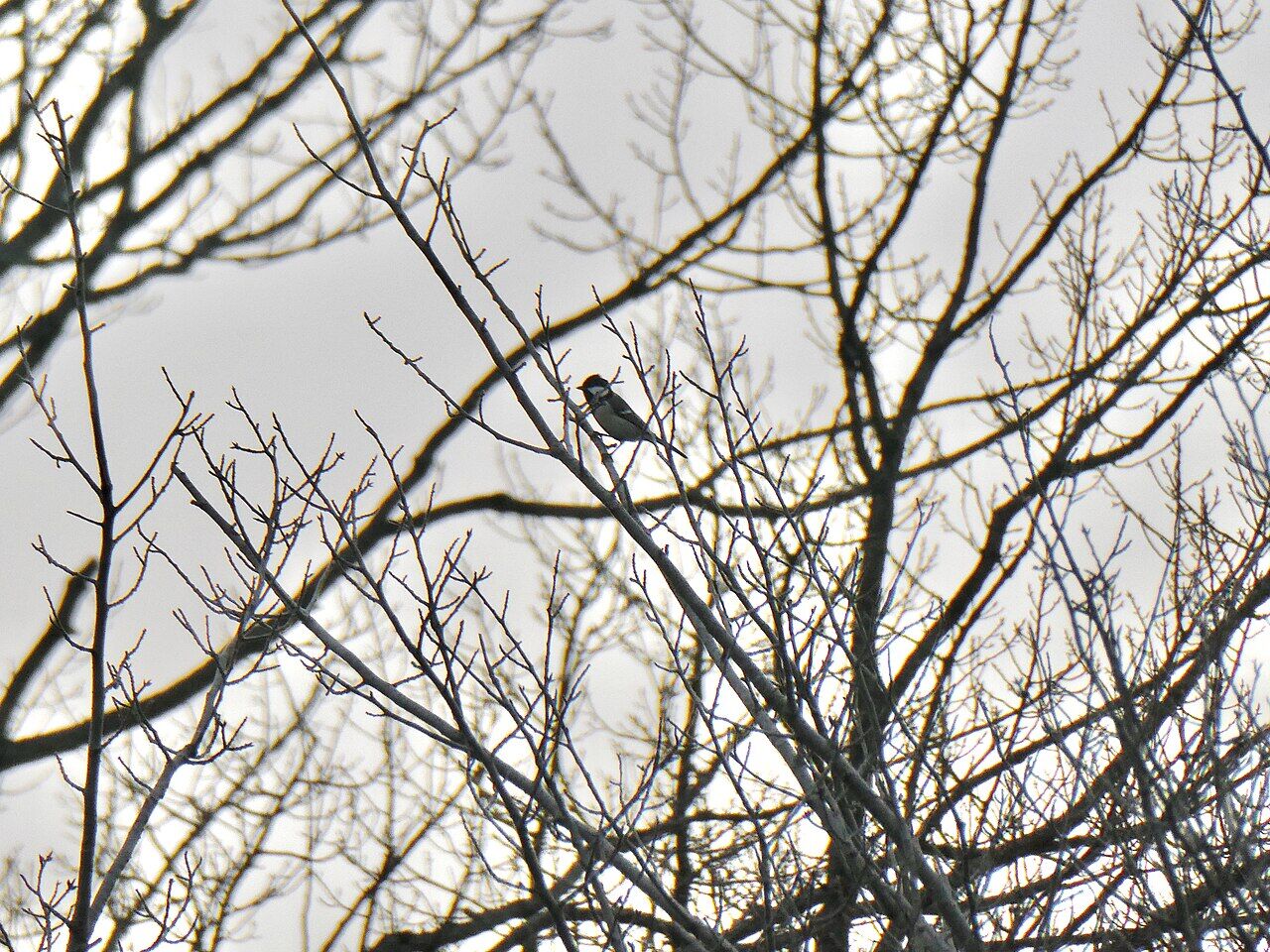 Parus minor on the tree