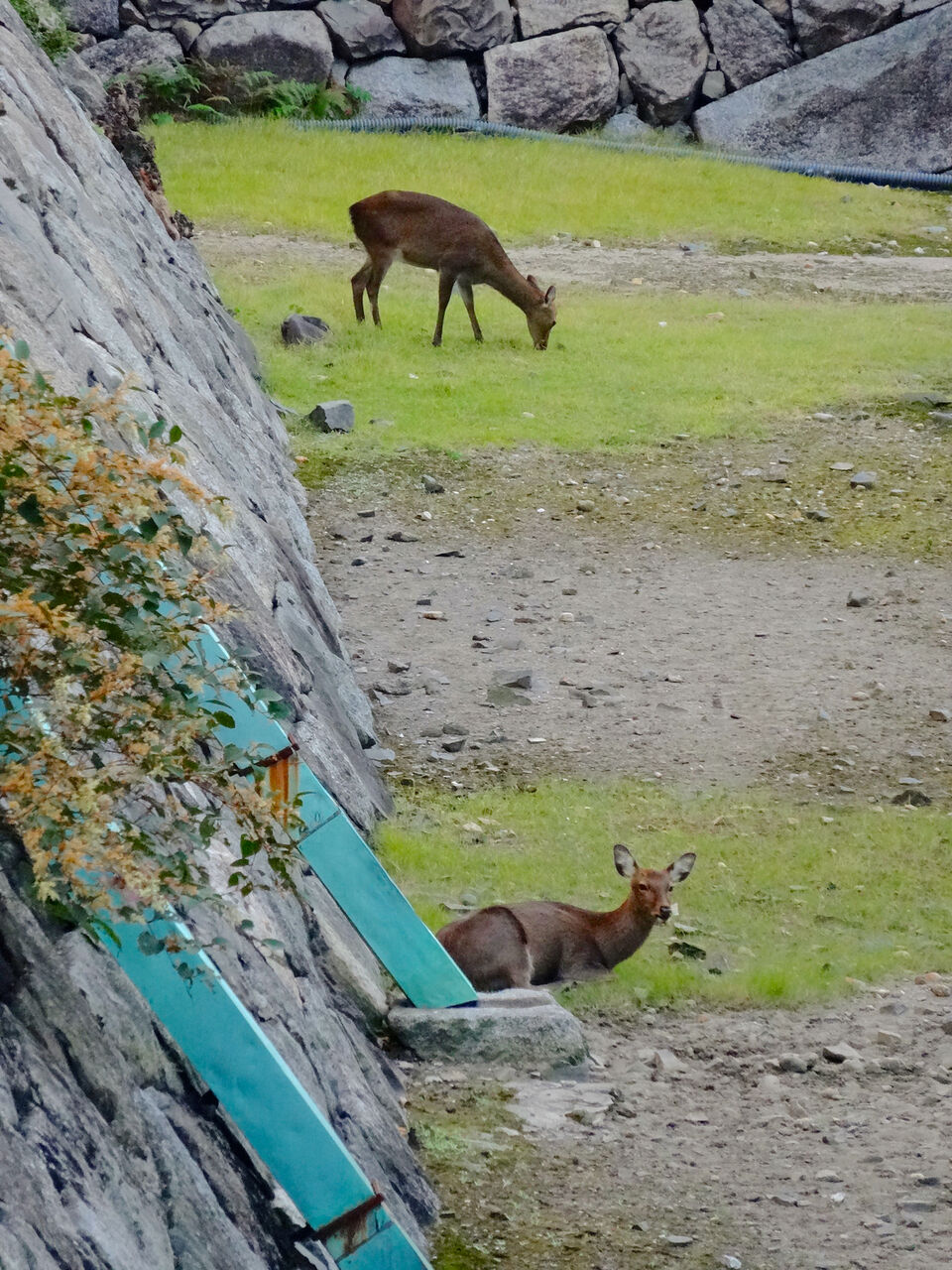名古屋城のお掘に鹿が2頭いる、縦長写真、上の鹿は立って草をはんでる、下の鹿は座り込んで遠くを見てる