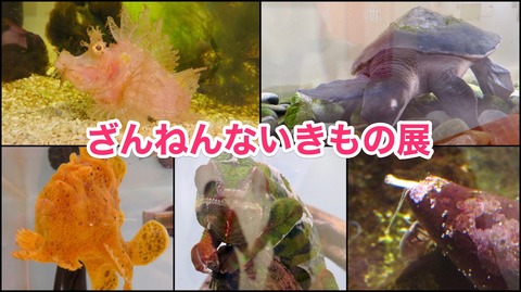 「ざんねんないきもの展 2018」を名古屋パルコに見に行ってきました！（追記あり）