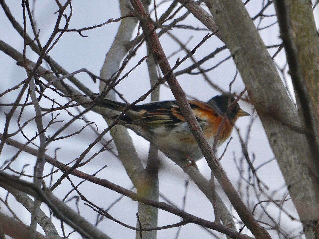 A little reddish bird on the tree