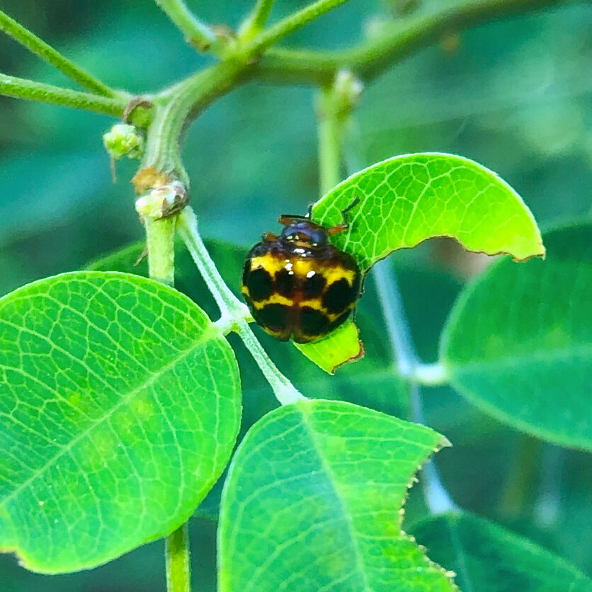 黄色と黒のテントウムシ?テントウムシダマシ? - 15
