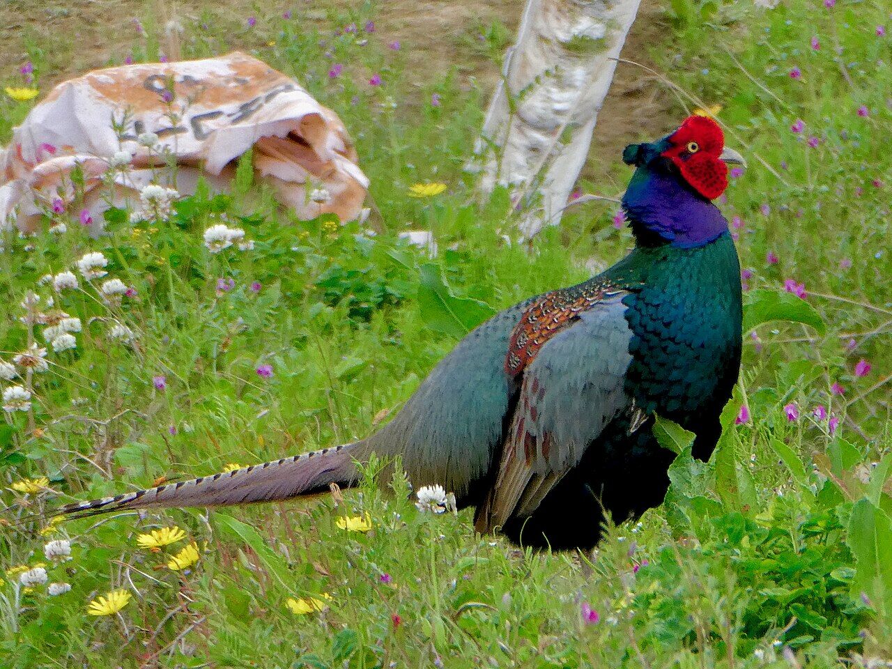 Male Phasianus versicolor in the grass - 2
