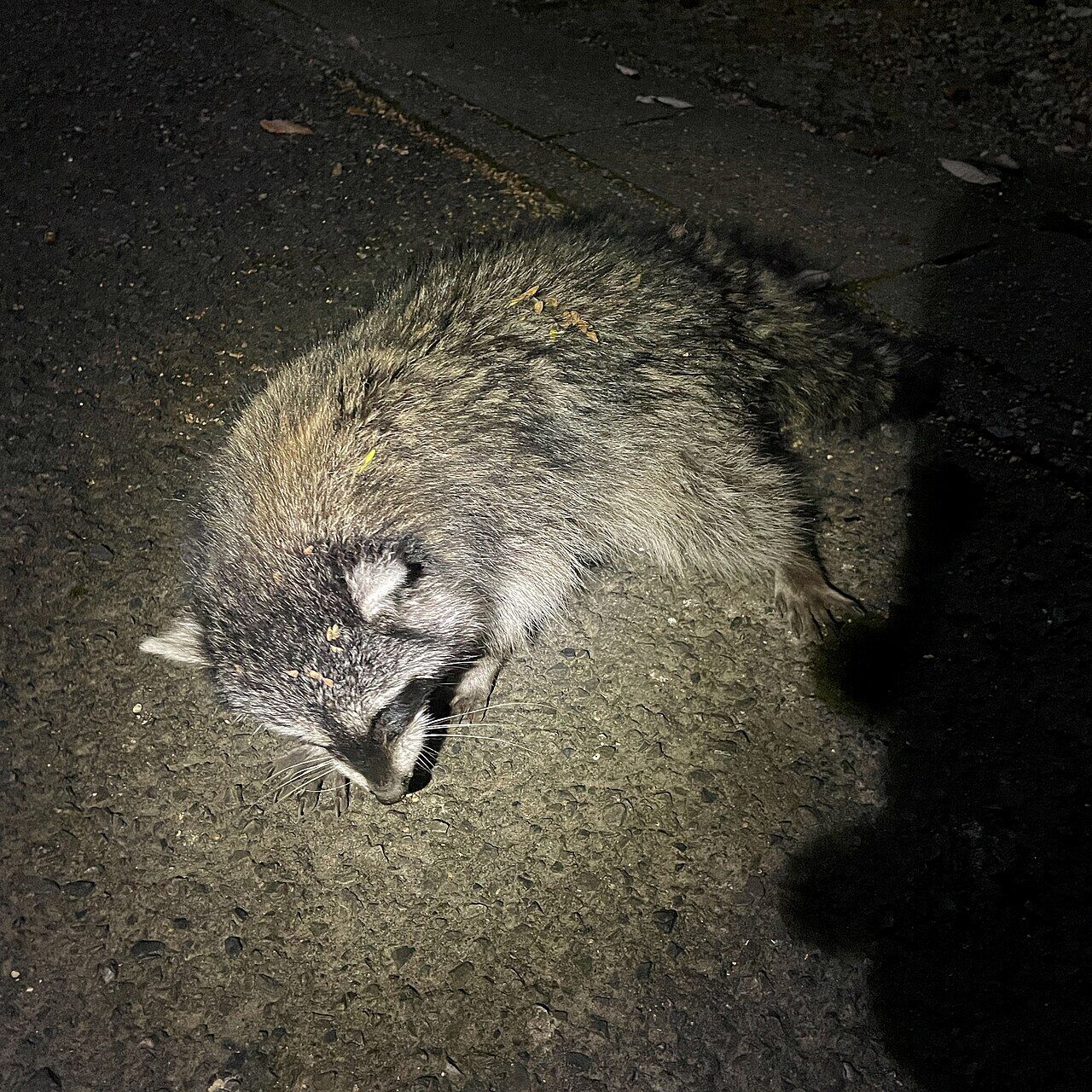道路上で弱っていたアライグマ。愛知県春日井市で撮影。