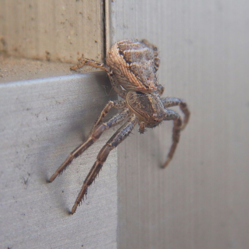 カニグモの一種? - 6