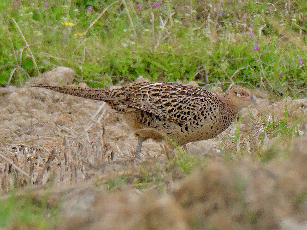 Female Phasianus versicolor in the rice fields - 3