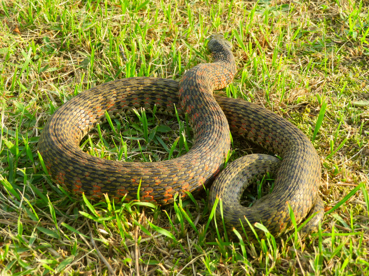 落合公園にいた毒蛇「ヤマカガシ」 - 7