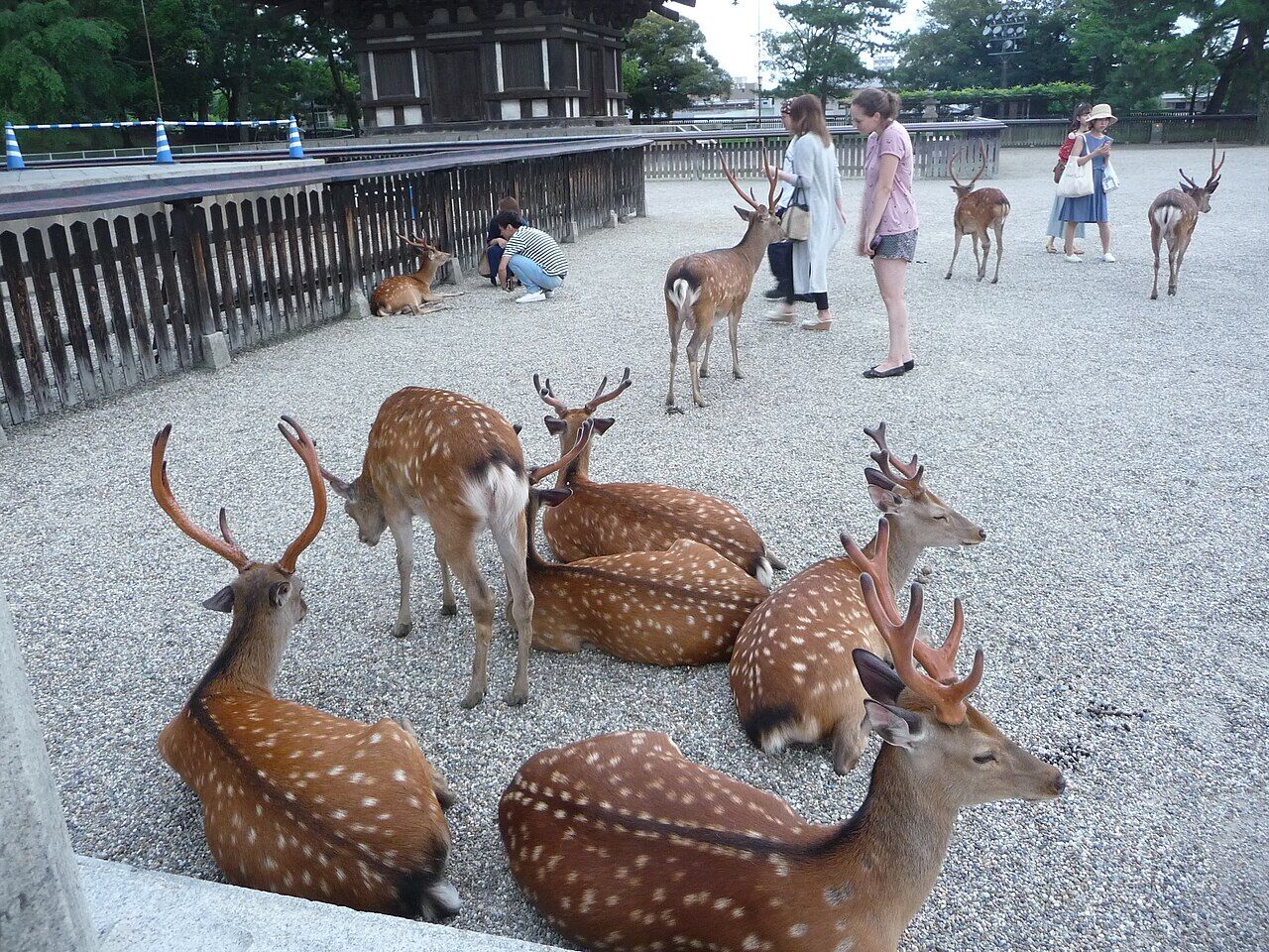 Sitting deer in Nara 03