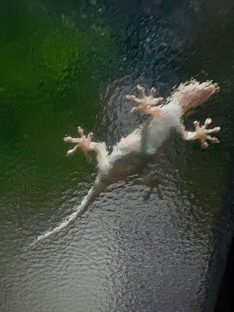 温暖化の影響でヤモリが増えてる？？