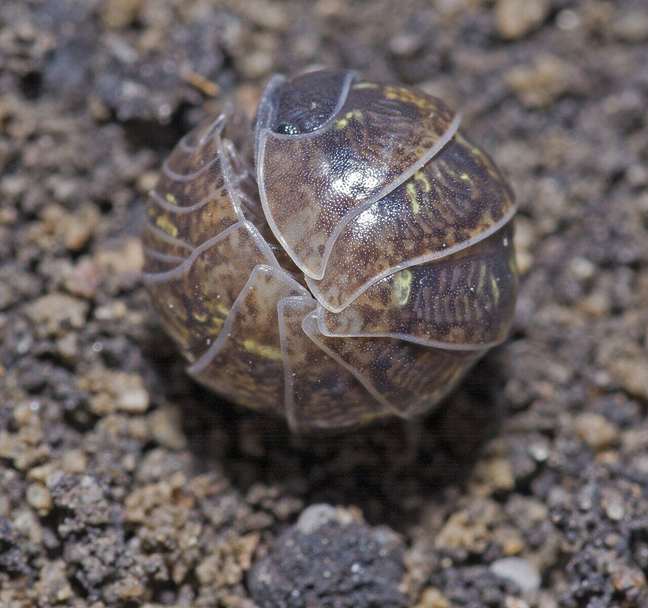 Pill Woodlouse, Armadillidium vulgare (19200132419)
