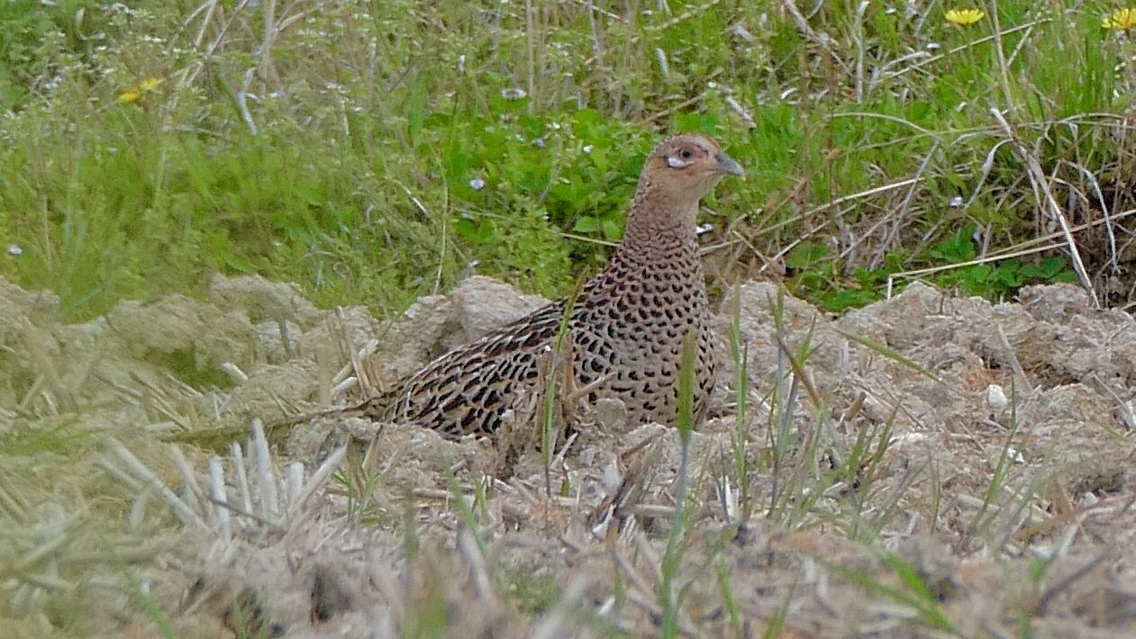 Female Phasianus versicolor in the rice fields - 1