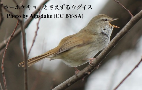 ウグイスの初鳴き日（2012年〜2023年）