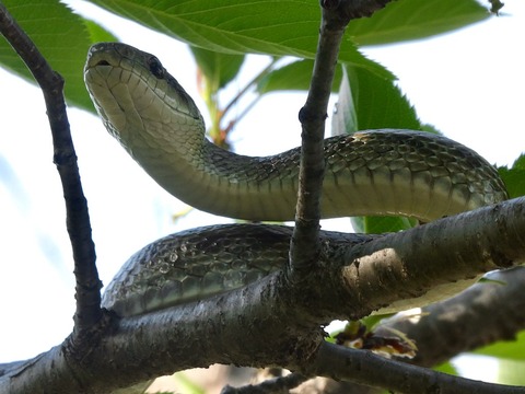 木の上を自在に移動するヘビ（たぶんアオダイショウ）