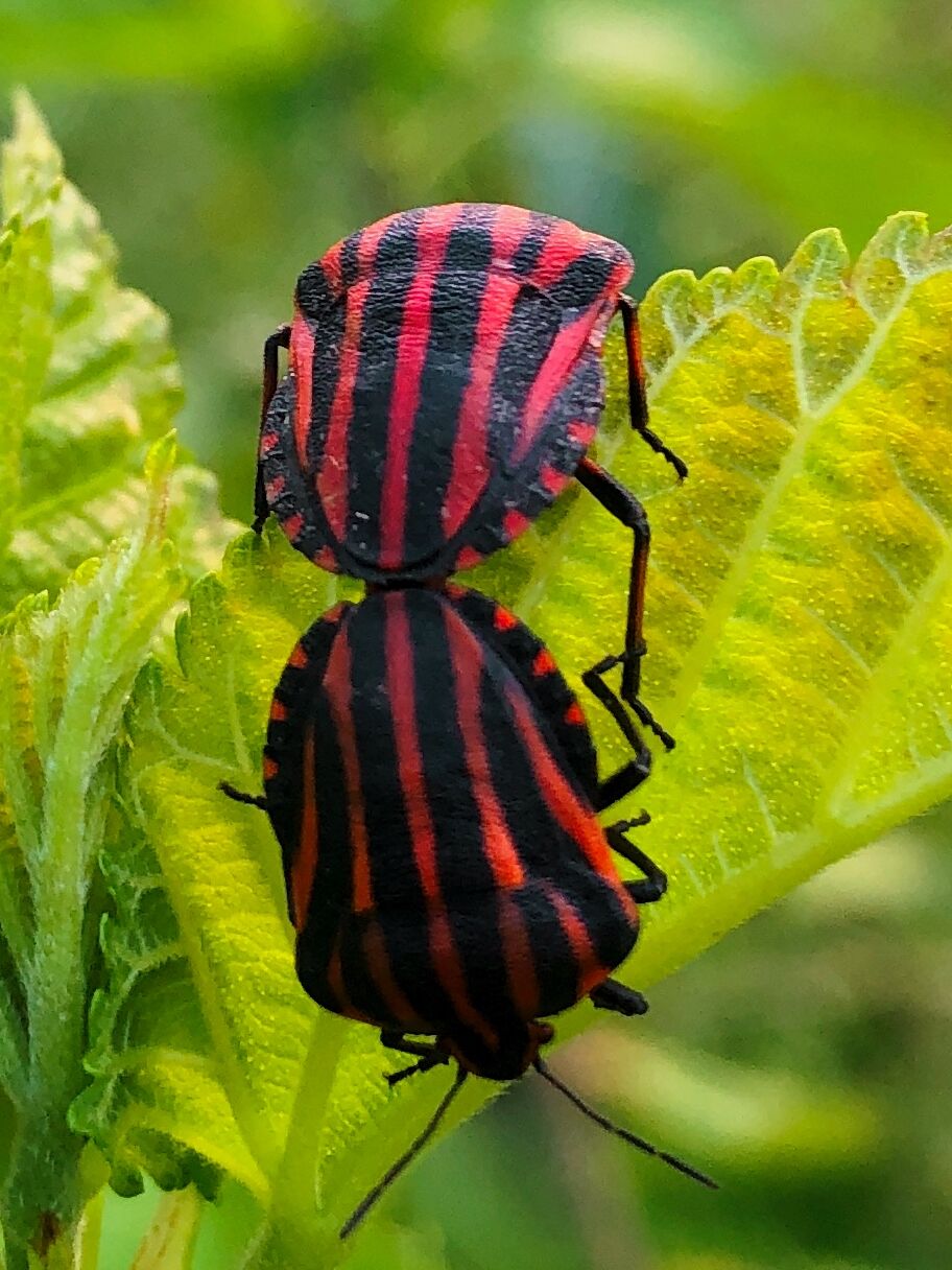 Graphosoma rubrolineatum mating on the grass - 8