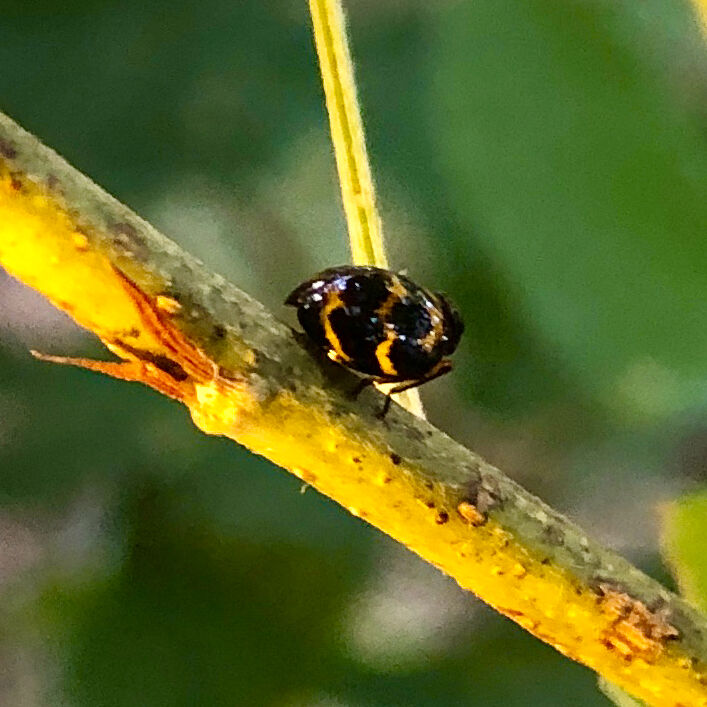 黄色と黒のテントウムシ?テントウムシダマシ? - 10