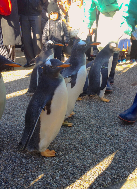 名古屋港水族館ペンギンよちよちウォーク 2013年12月 No - 27