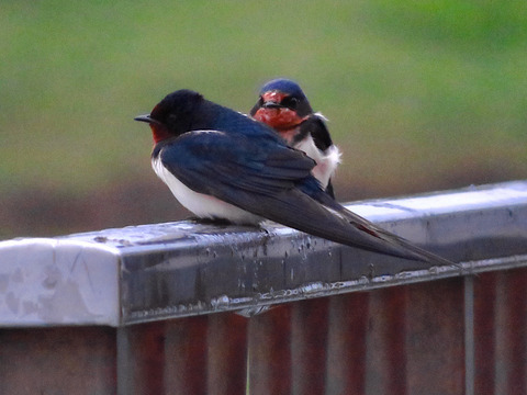 ここ数年の春日井・小牧地域のツバメの飛来初確認日（2018〜2023年）