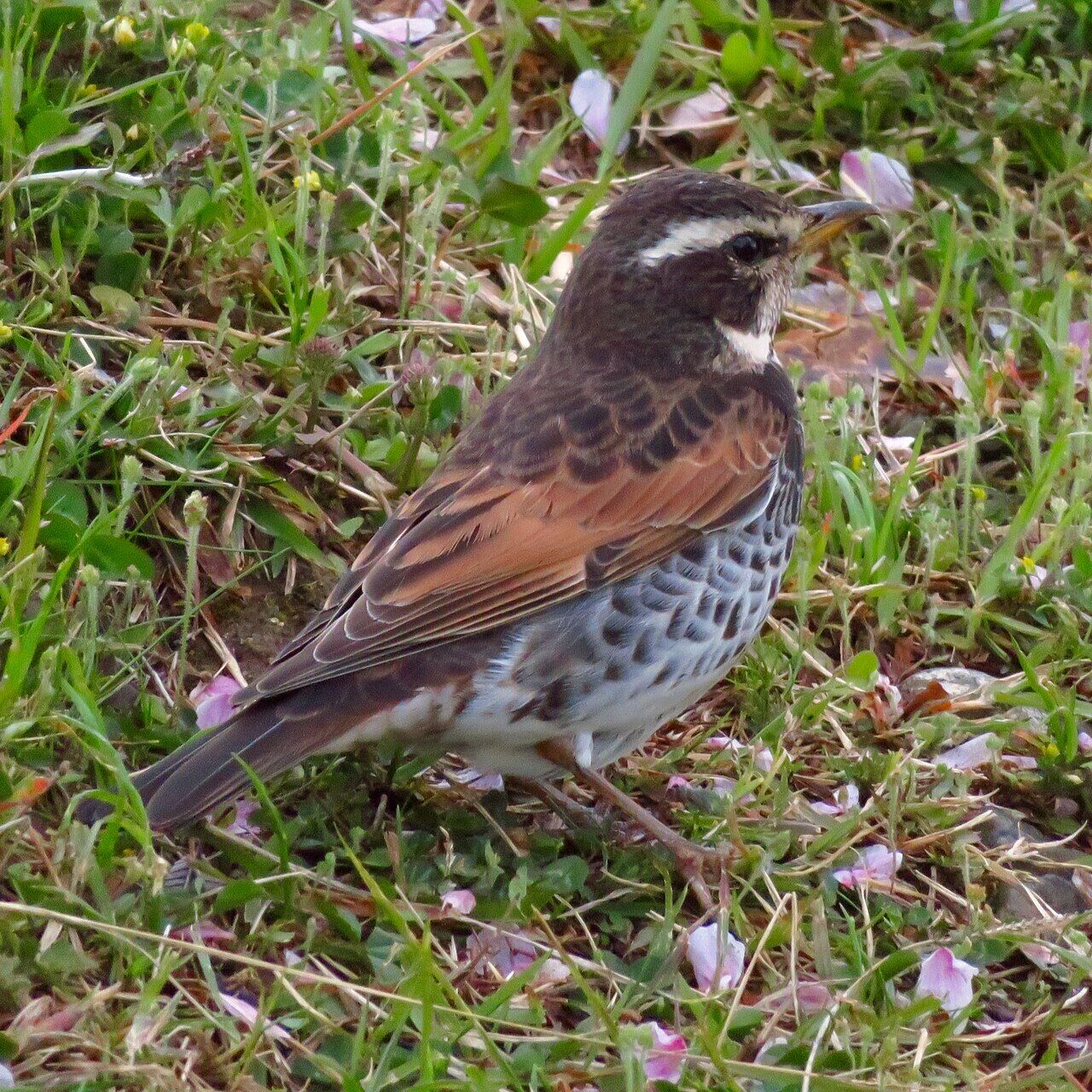 Dusky thrush in Ochiai Park (Kasugai) - 1