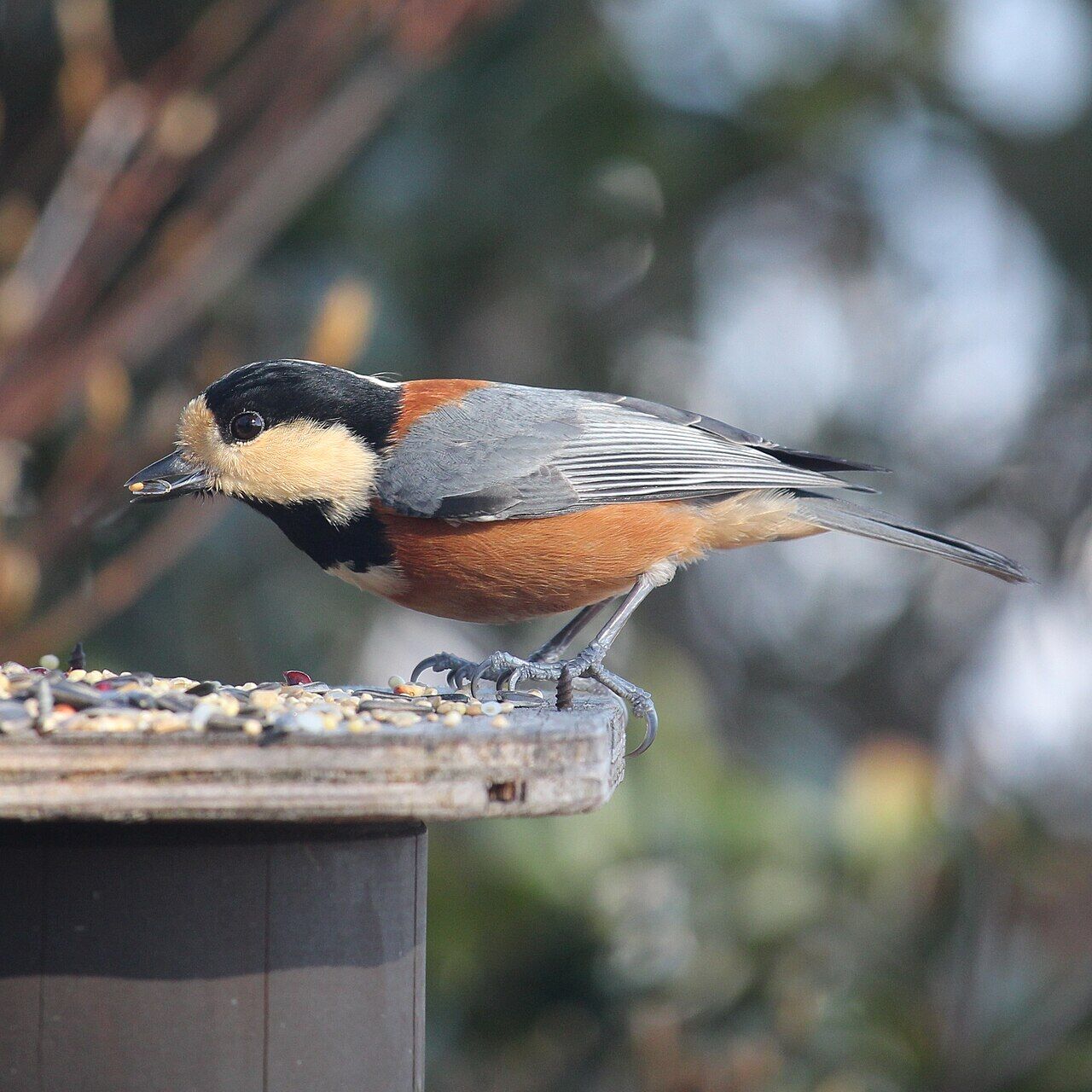 Sittiparus varius (eating seed s3)