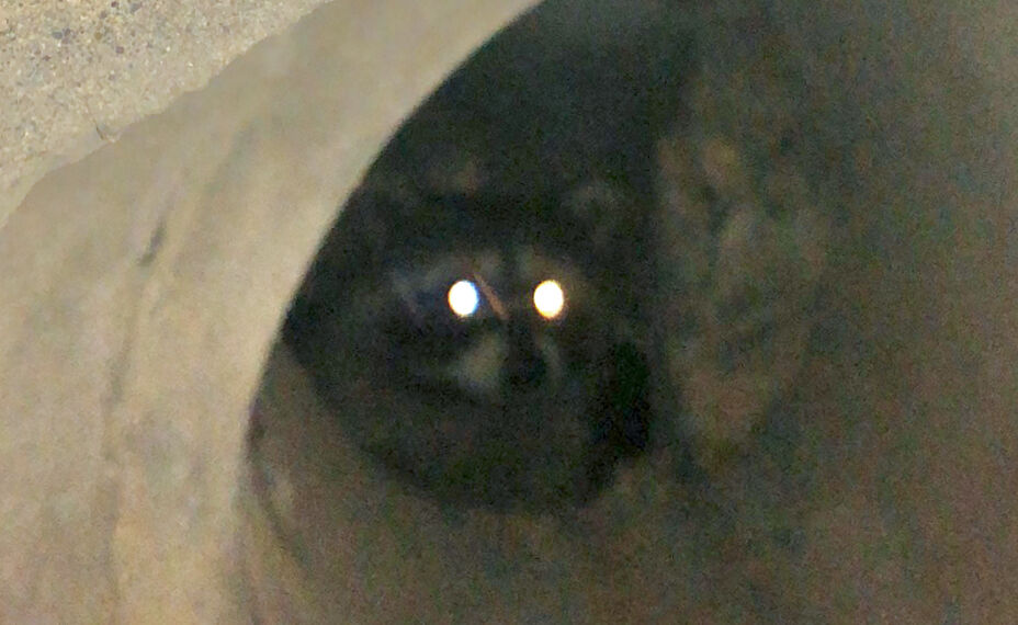 側溝に隠れていたアライグマ - 2