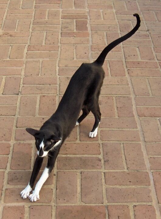 タイル地の地面の上で伸びをする、非常に細長い白黒猫