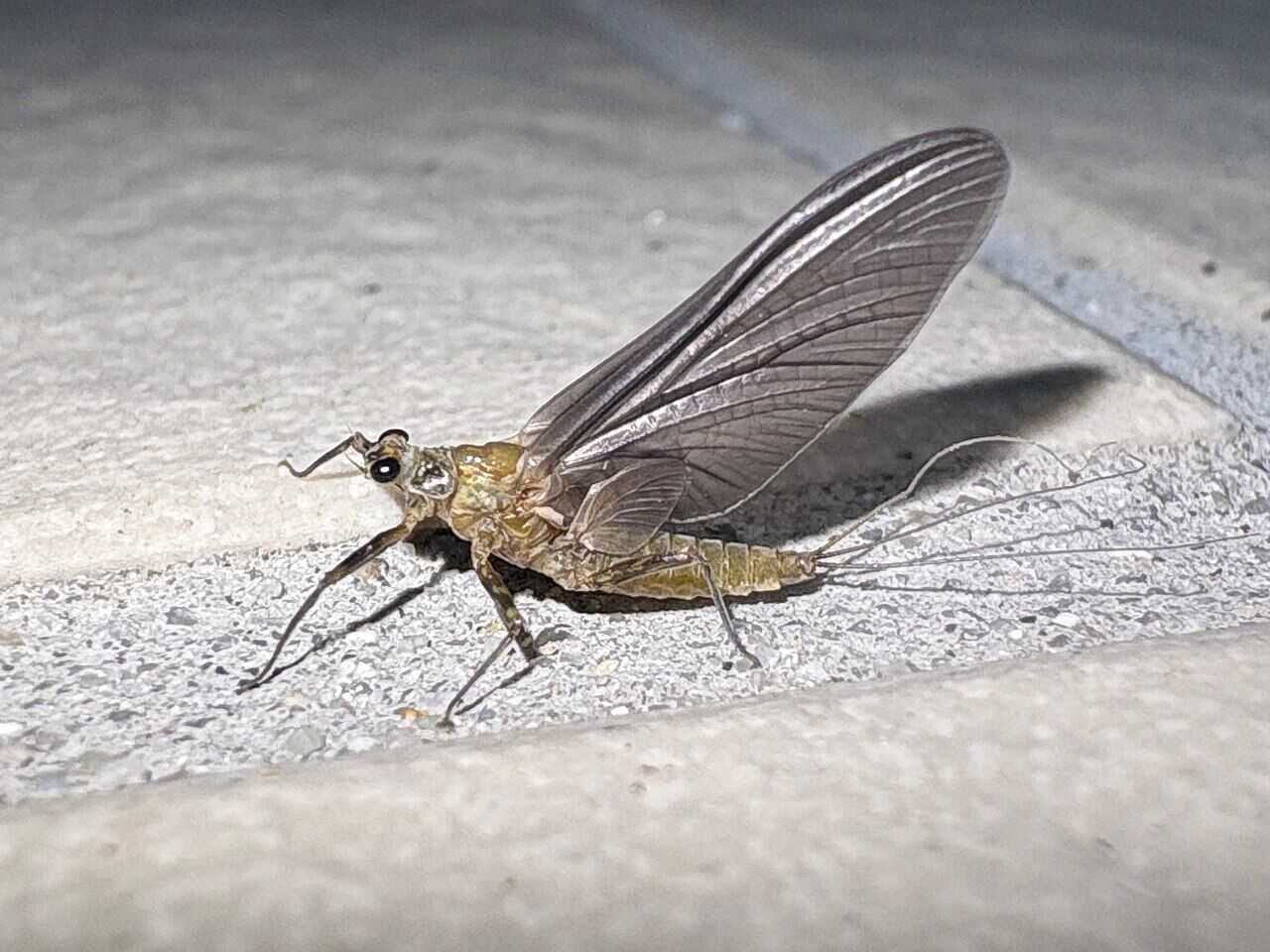 Light brown mayfly on the wall of convenience store - 1
