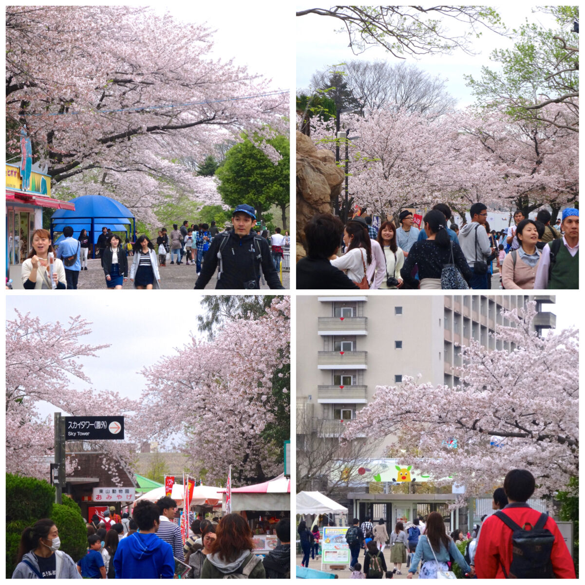 春の東山動植物園で感じたこと 気になったこと その1 満開の桜が綺麗 Kyu3 S Blog