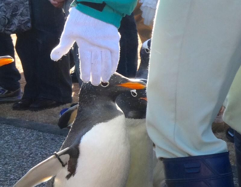 名古屋港水族館ペンギンよちよちウォーク 2013年12月 No - 18