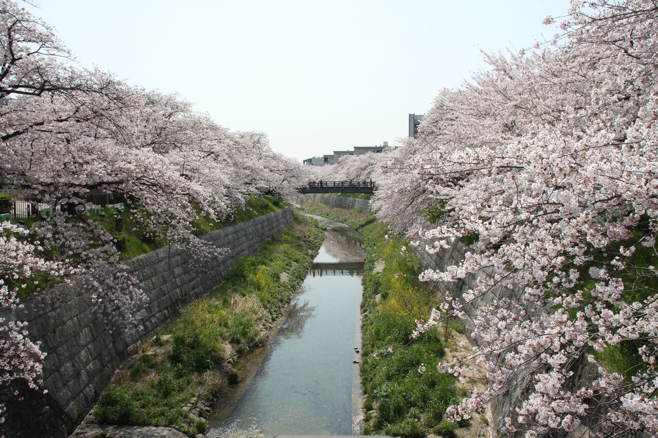 20100406山崎川
