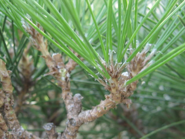 そろそろ松の剪定を Paranoia