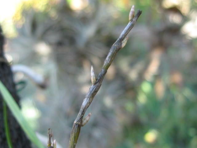 Paranoia 風蘭 和蘭