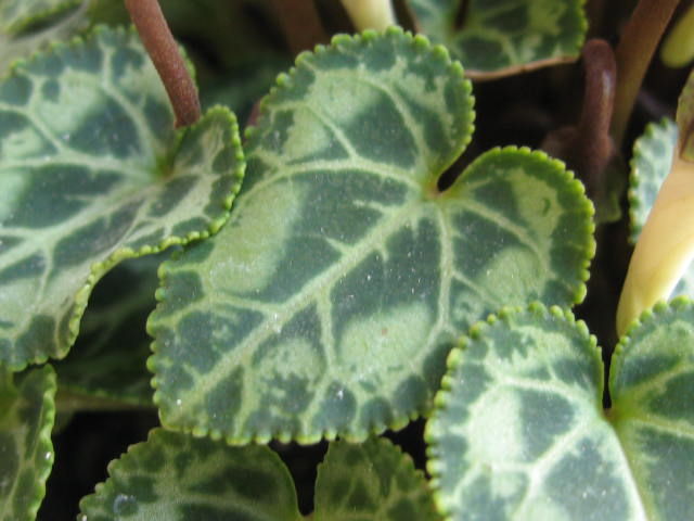 シクラメンに芽が出ないねえ Paranoia
