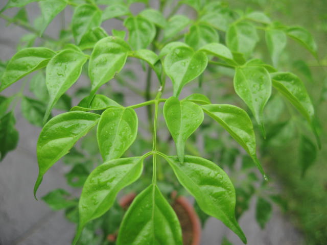 ステレオスペルマム Paranoia