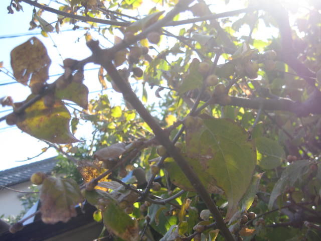 ロウバイが Paranoia