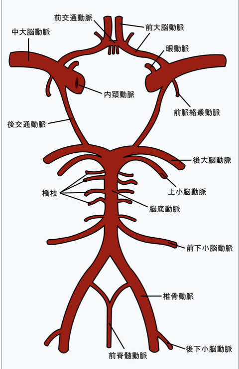 ウィリス動脈輪