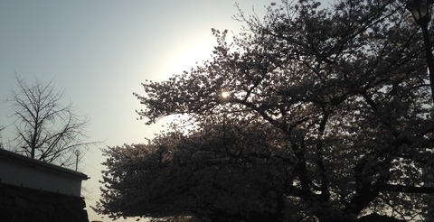 桜2