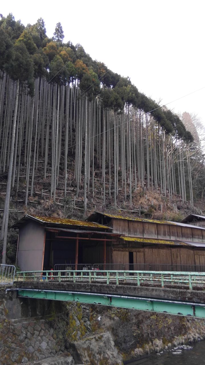 小説 古都 北山杉を訪ねる 久 きゅう
