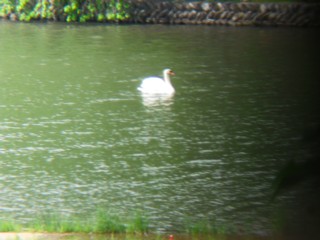 お堀に白鳥