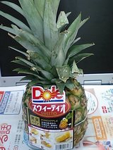 �ѥ��ʥåץ롡�ɡ��롡���������ƥ���������ѥ���