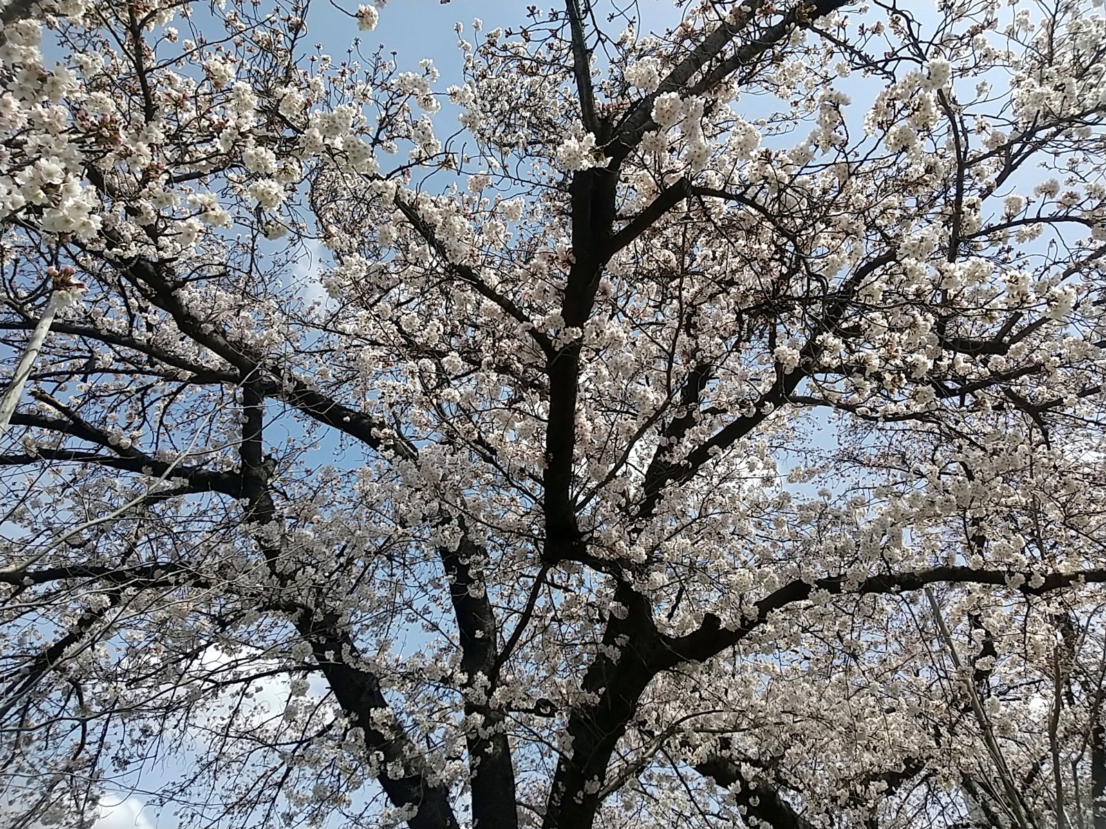 ������ľ��