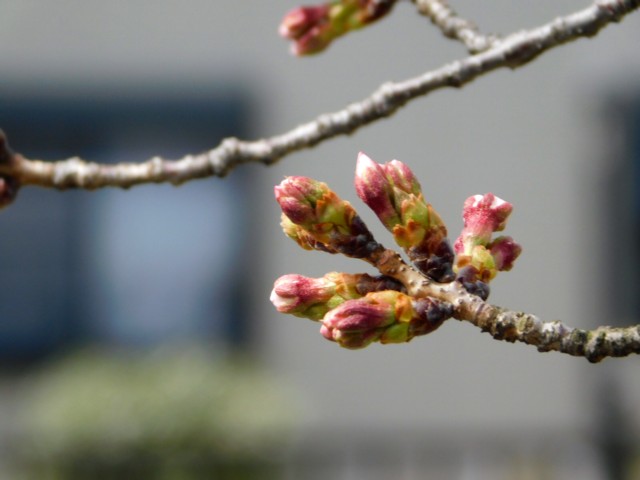 桜のつぼみ 求夢洞