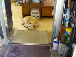 7お昼寝老犬