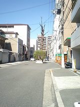 道の真ん中に木が