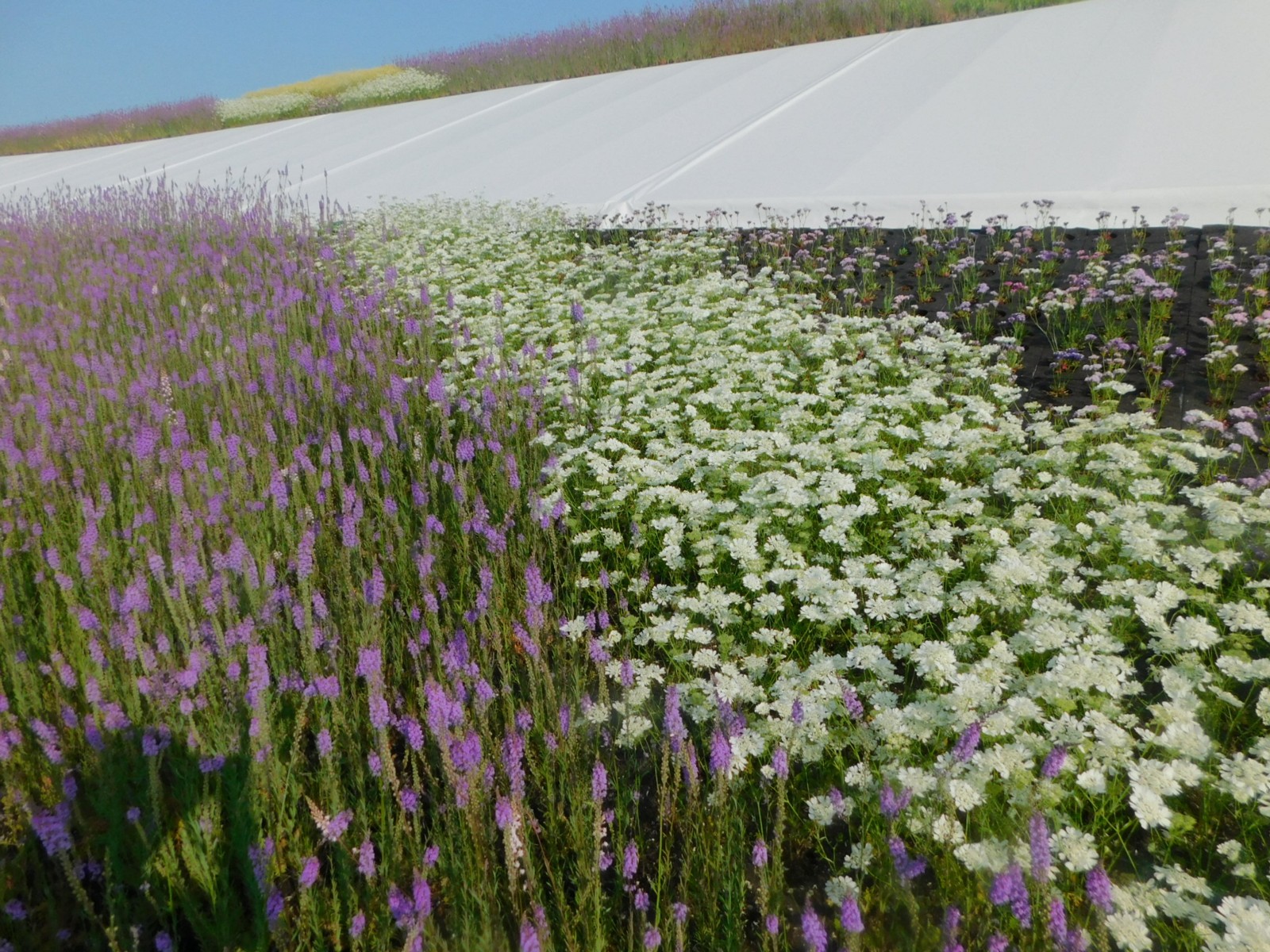 37Âç²°º¬¥ê¥ó¥°¤ÎÁð²Ö