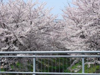 6桜