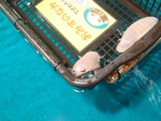 グソクムシ