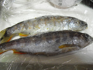 ��ޤ�����