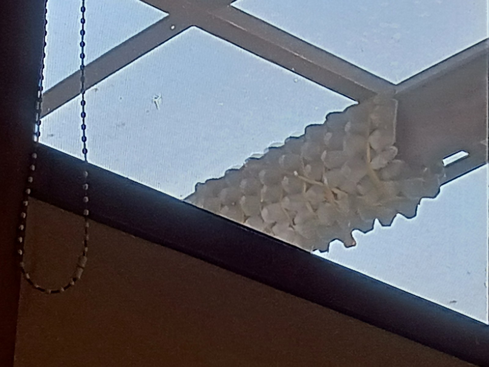 ʪÃÖ¤ÎΤËÍñ¥Ñ¥Ã¥¯
