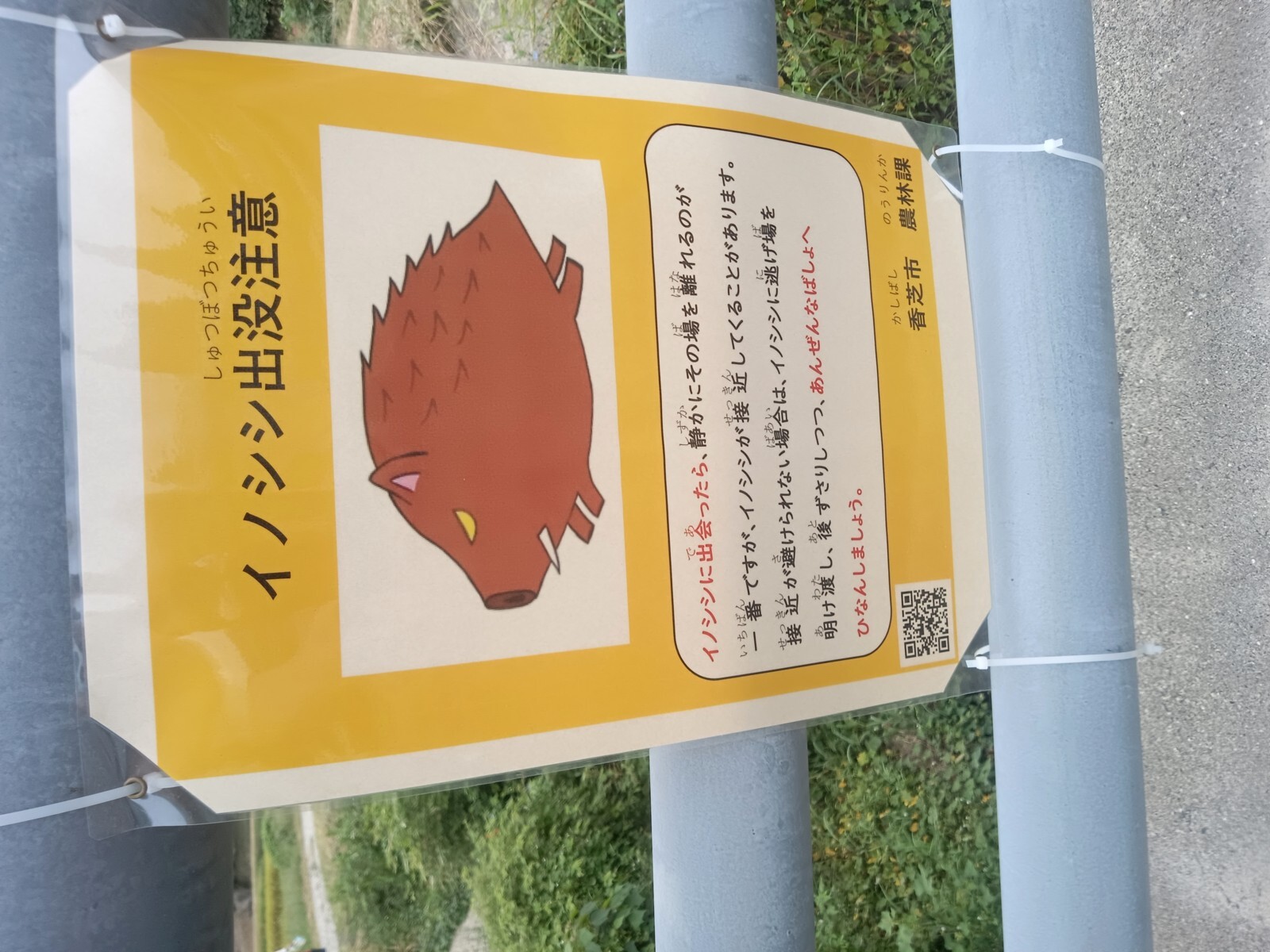 17¥¤¥Î¥·¥·½ÐË×Ãí°Õ¤Î´ÇÈÄ